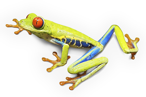 Kikker
